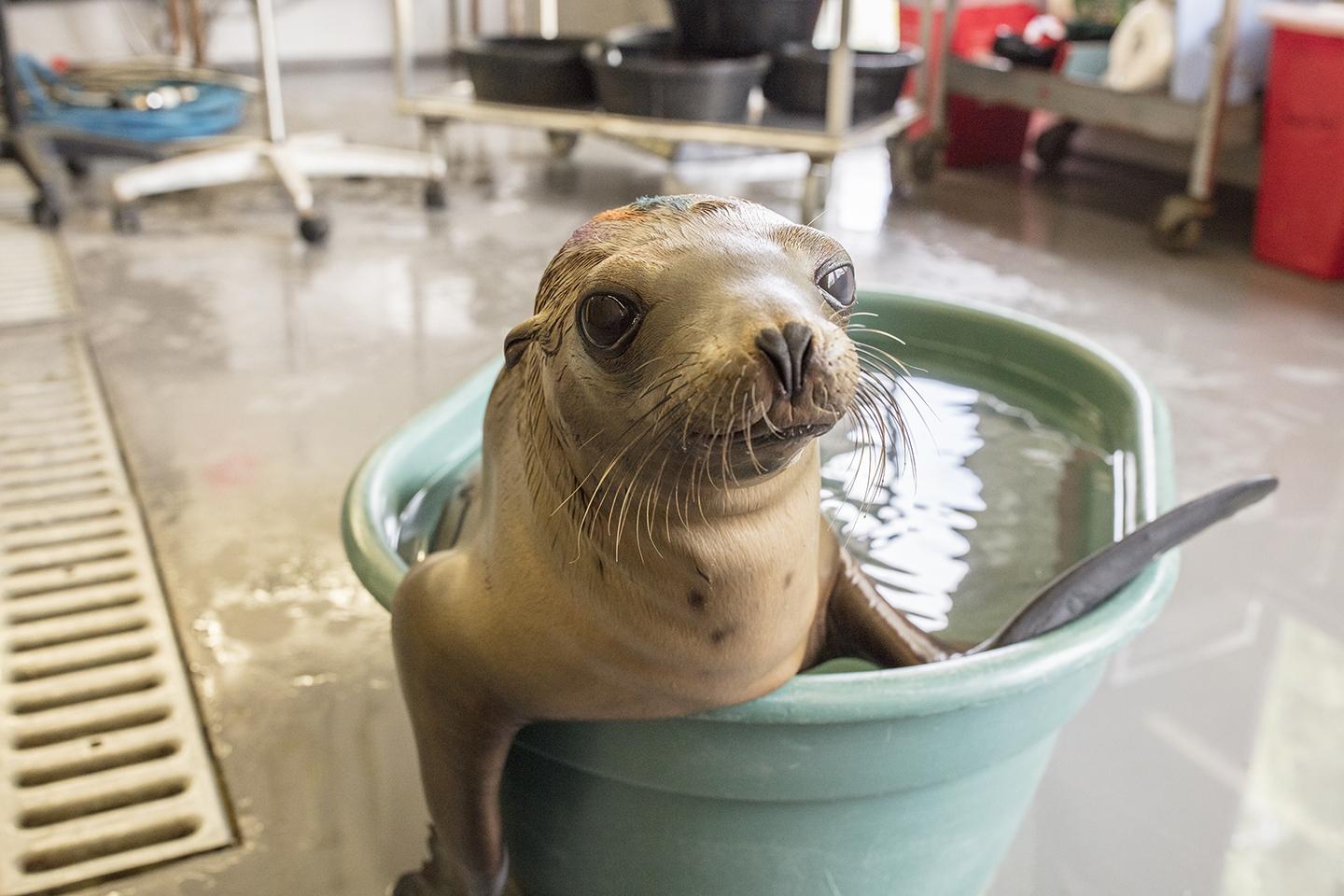 Shedd Experts Help Rescue 55-Plus Stranded Sea Lion Pups in California